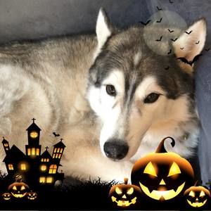 Meet your Posher, Joel